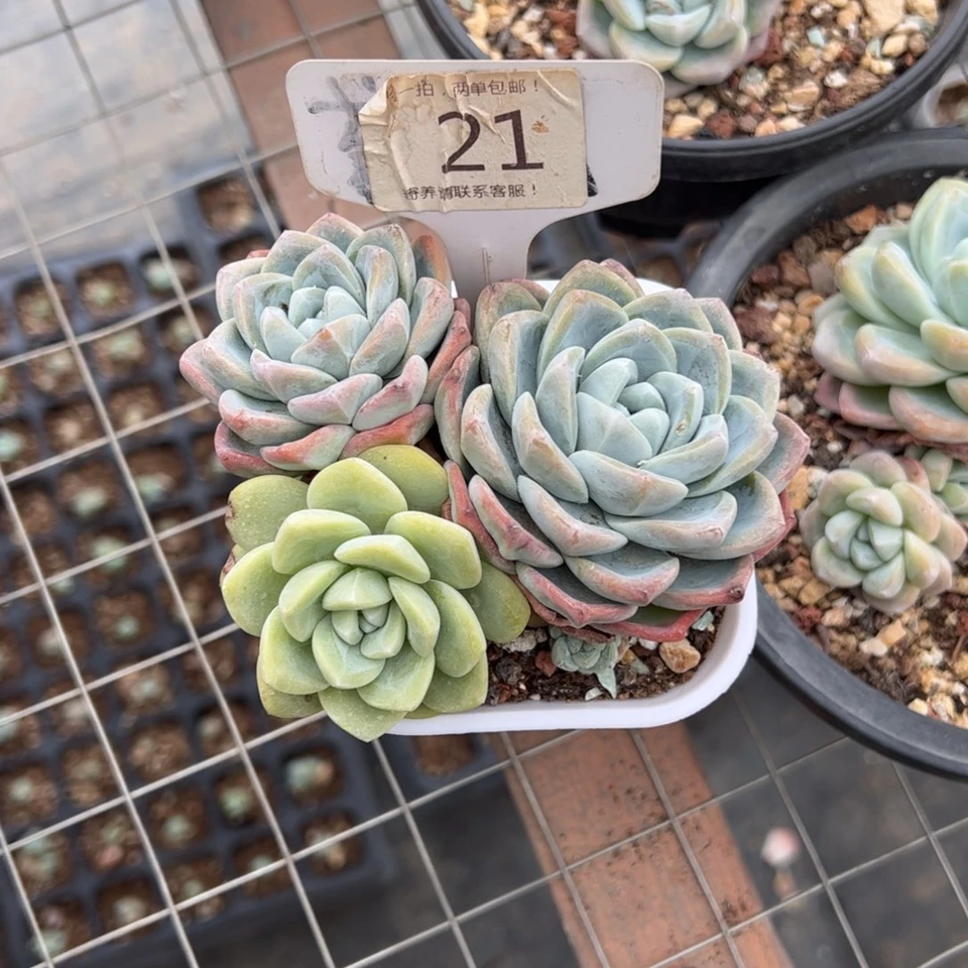 用****221号多肉植物