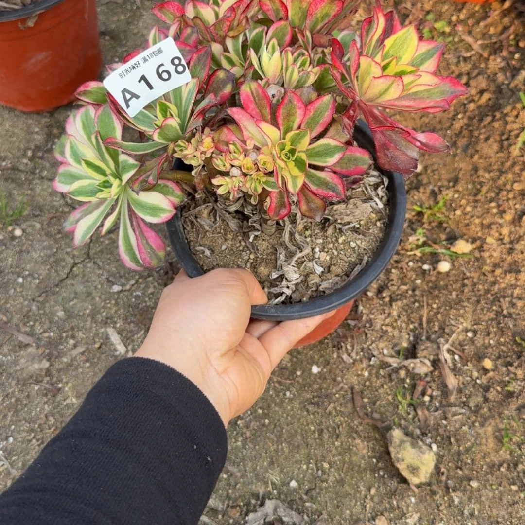 168魅影母本。多肉植物