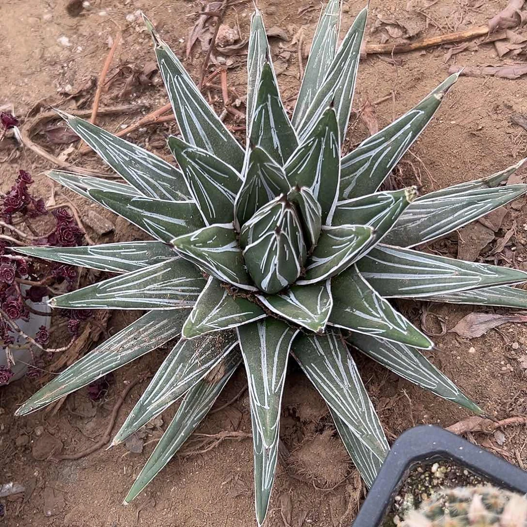 多肉植物直叶屉之雪