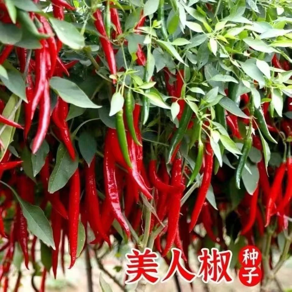 摘不败美人椒种子特色红尖椒长辣椒种子浓香味辣四季盆栽蔬菜种籽