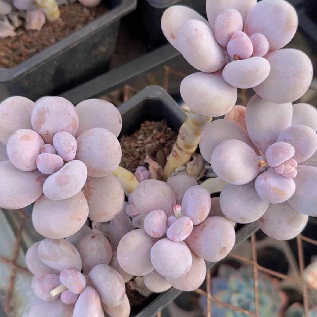 【闪购商品】小群大叶奶