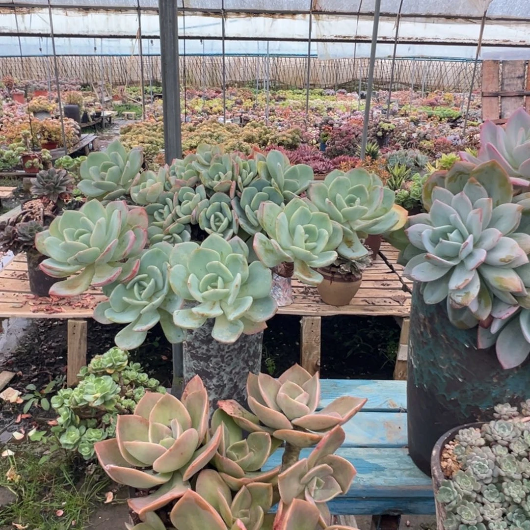 精品白月光妖桩 裸根