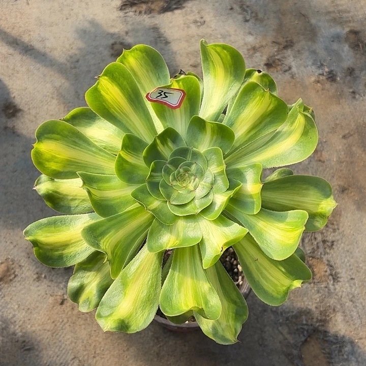 长腿暴君老桩35多肉