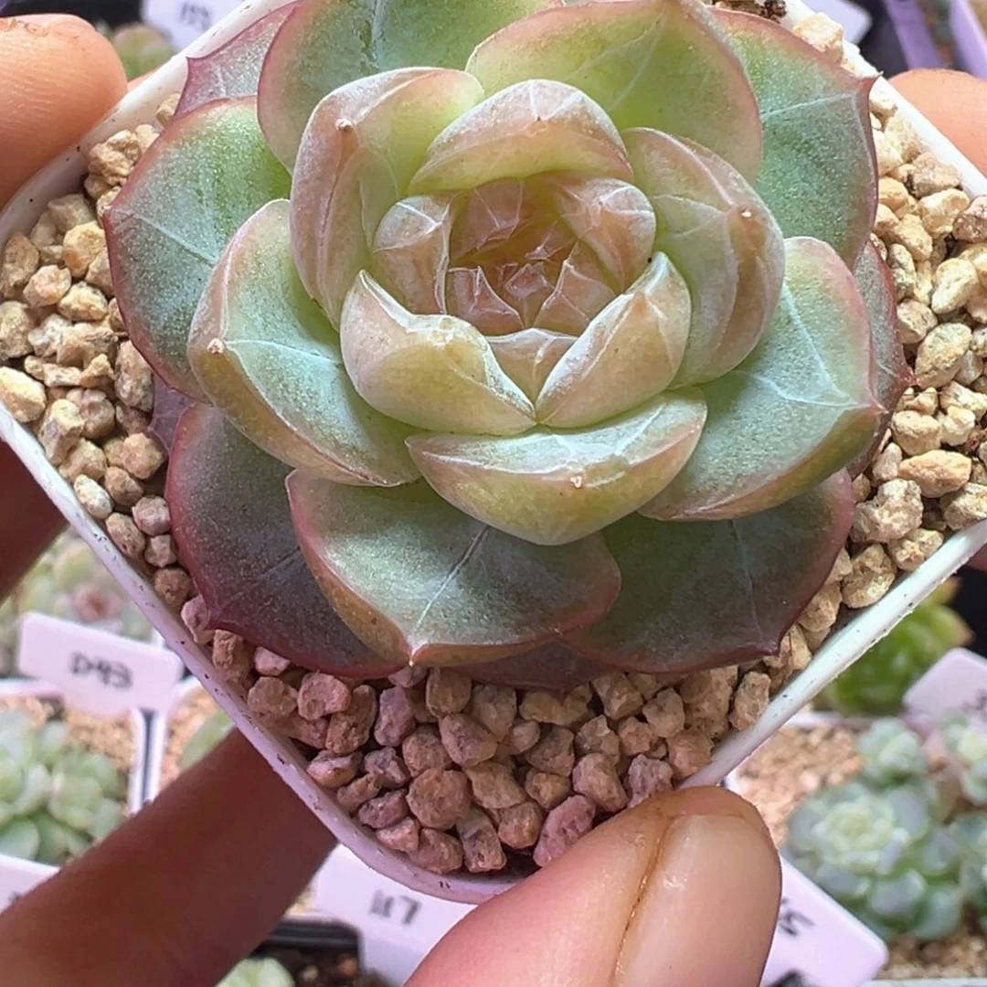 257号心弦晗雨多肉福利款