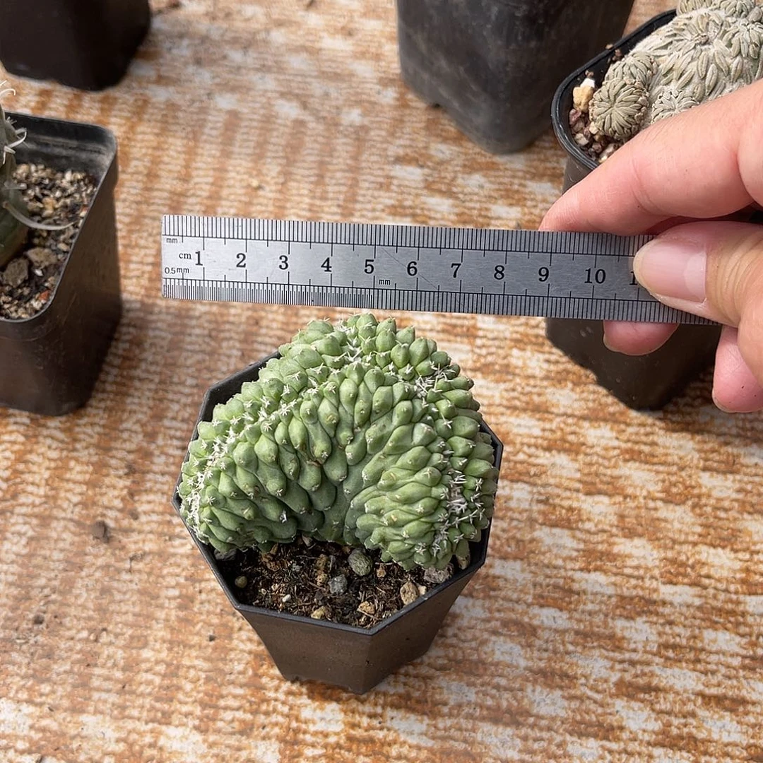 实生菊水缀化仙人球