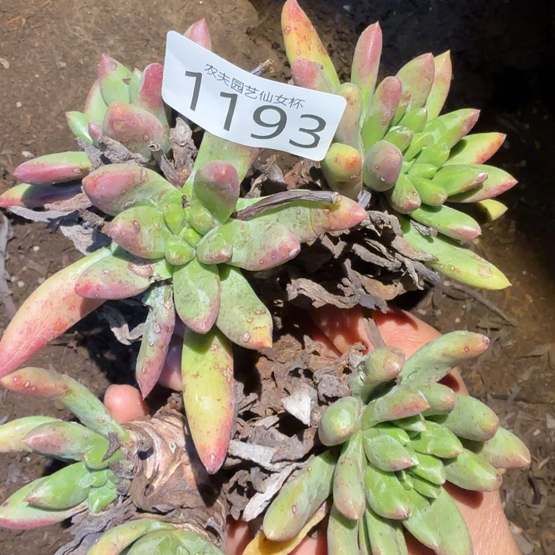 3代杂交仙女杯多肉福利