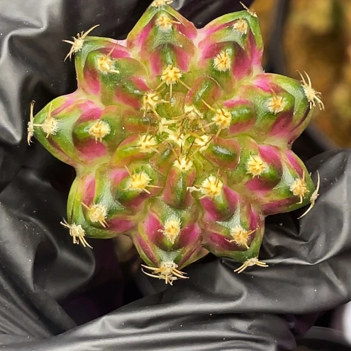 白魅影 一物一拍