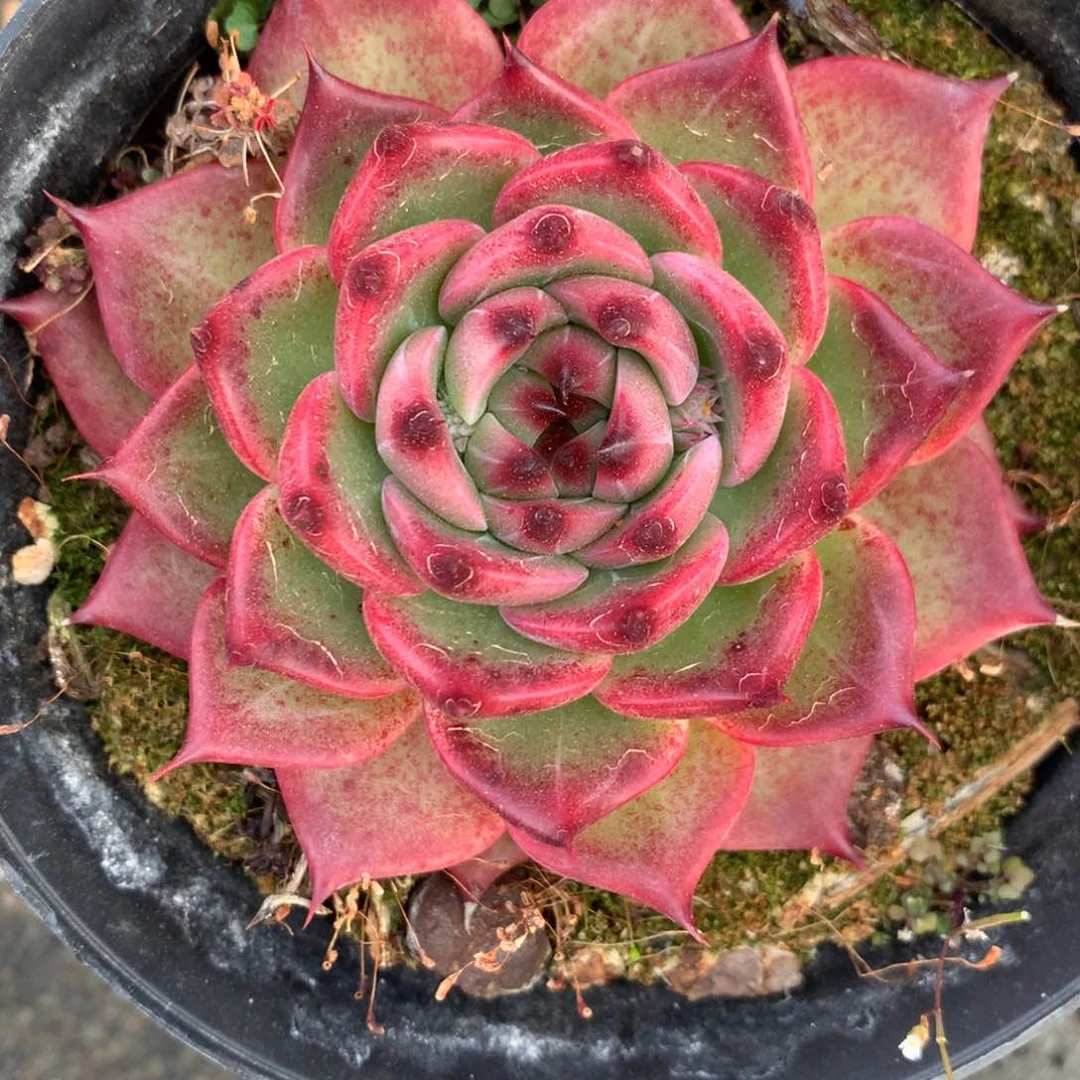 6686杂交多肉植物