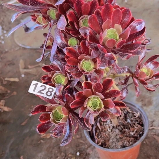 明**性多肉植物一个缺枝