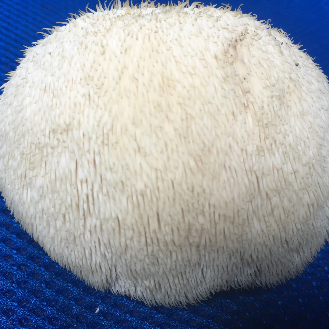 长白山长刺猴头菇母种