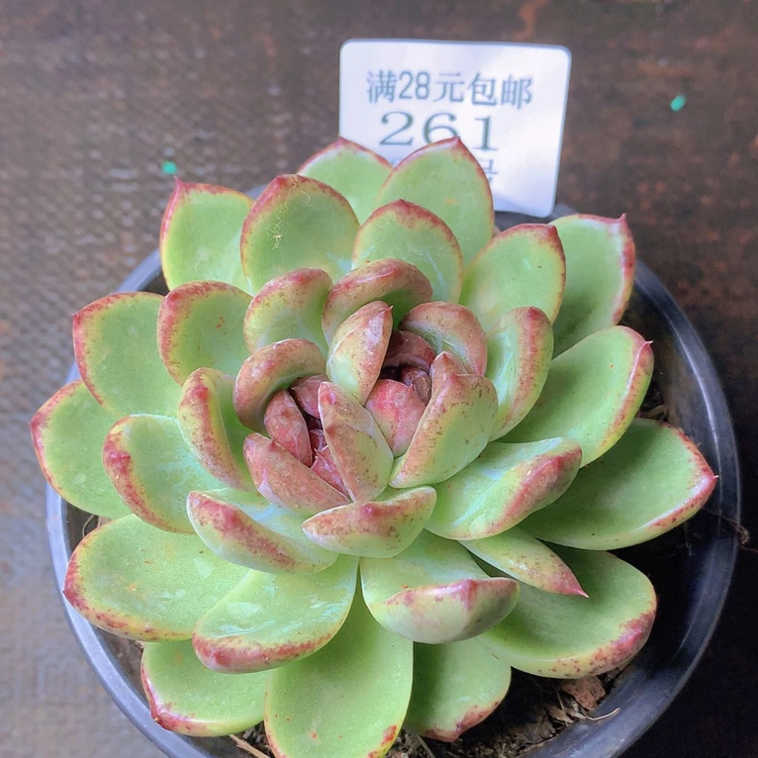 【闪购商品】云261号