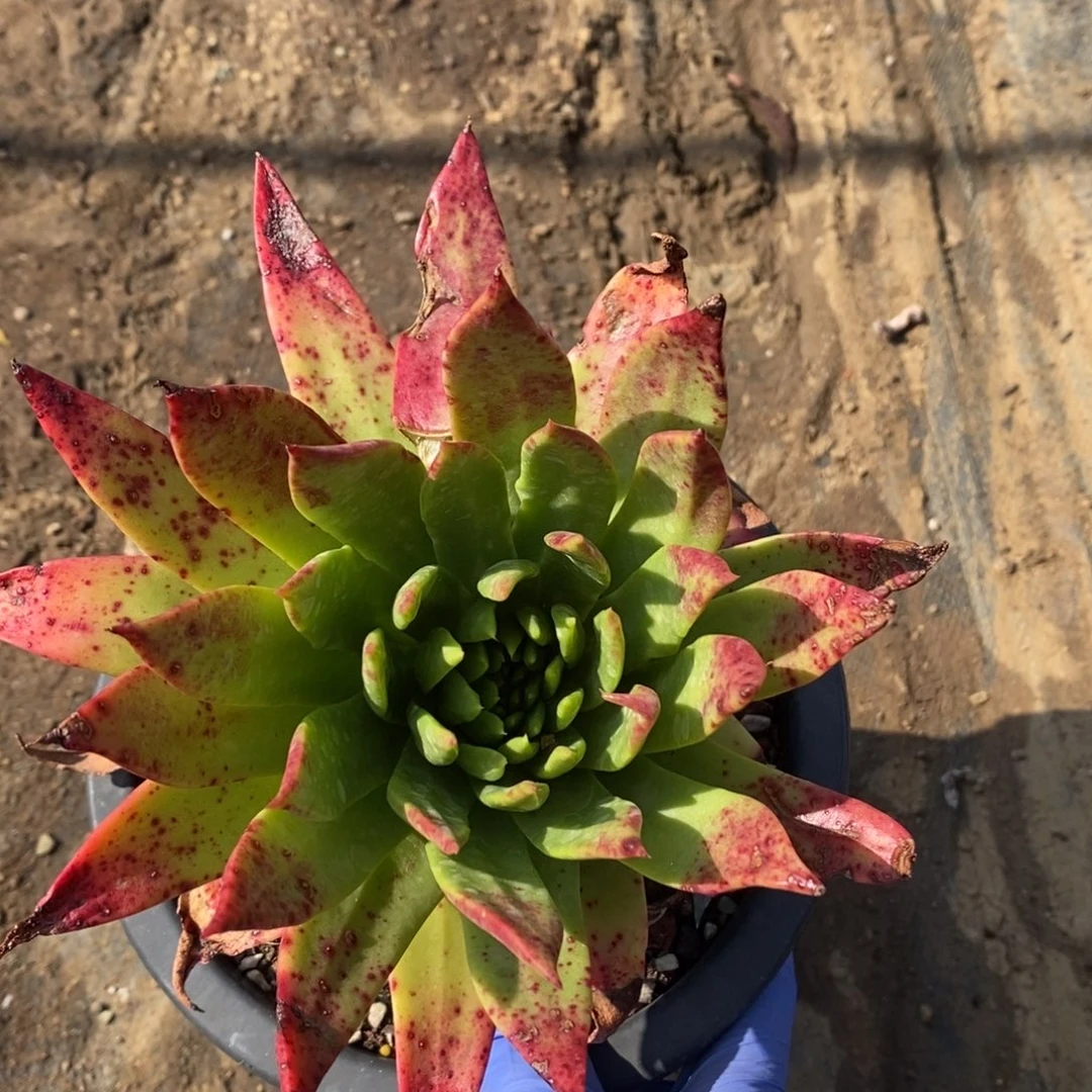 1956坎代哈哈哈哈哈哈哈