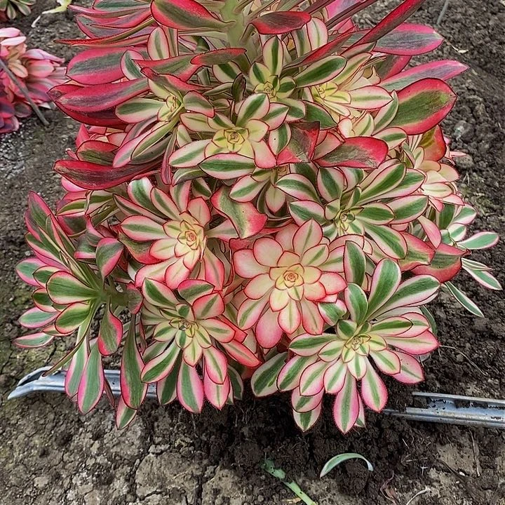 多肉香奈儿596多肉