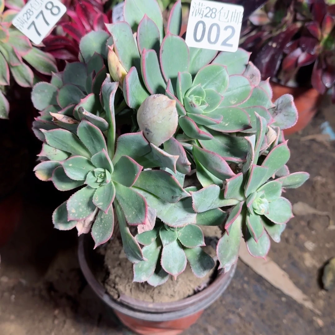 粉仙桃多肉002满28包邮断枝不包会有氧化黑斑