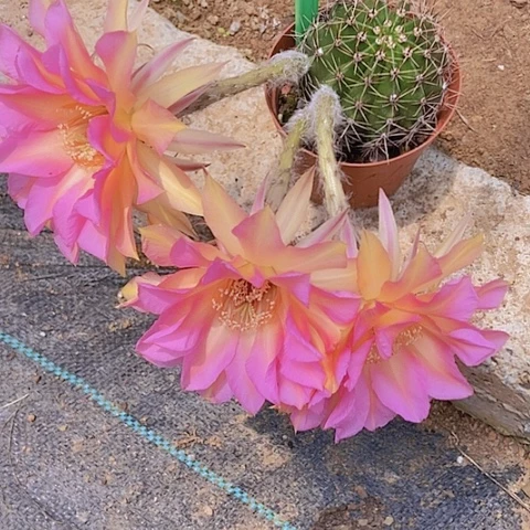 @****?仙人掌彩草B2 27摘花脱土发货