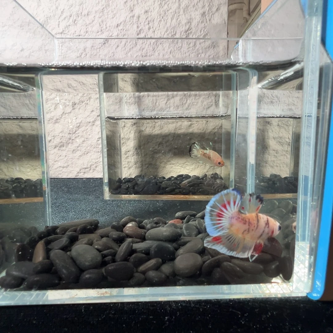 斗鱼阿浩泰斗25日76