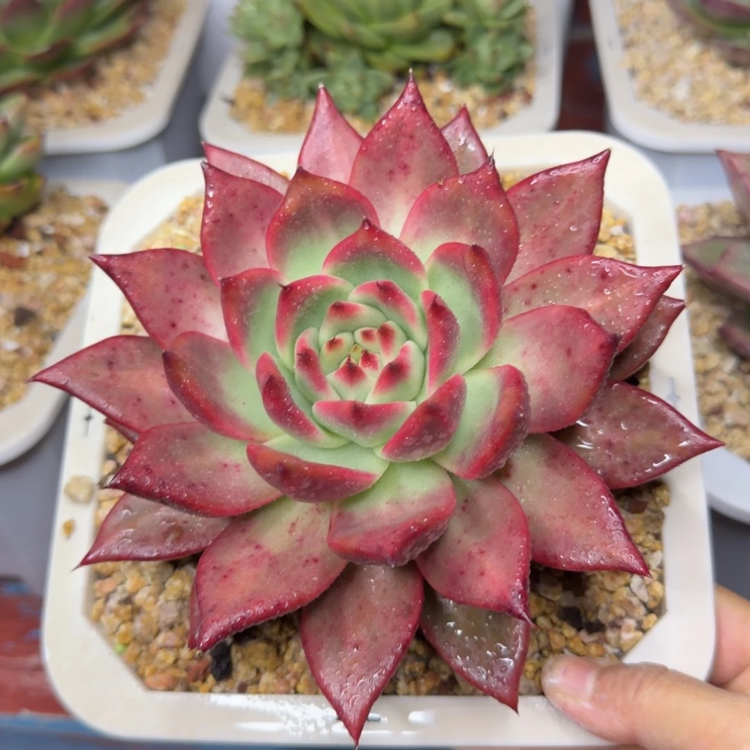 东云杂78.38包邮，一物一拍