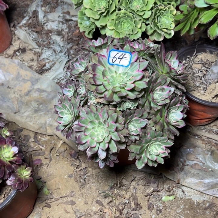 多肉植物莲花法师64