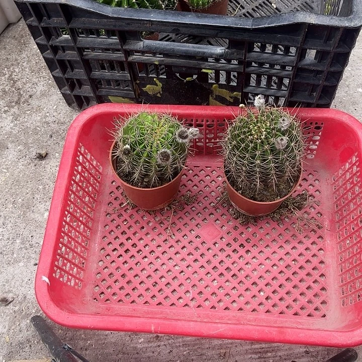 平***福无花朵彩草哈哈哈哈哈哈哈