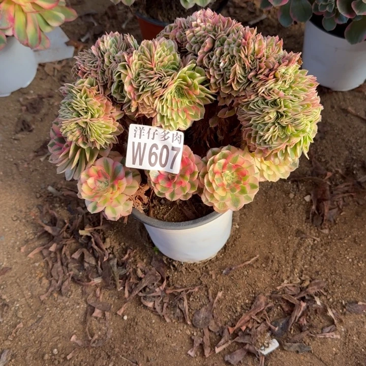 倾城缀化607官服25左右2