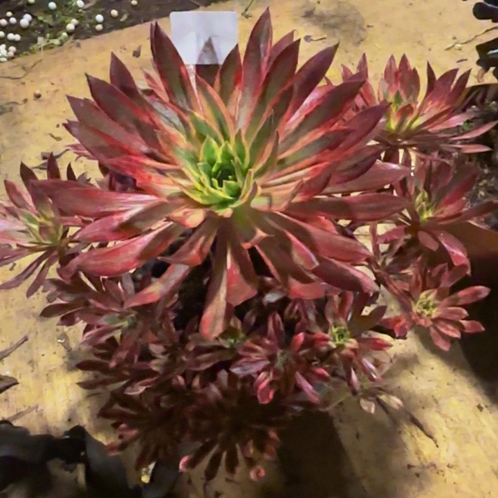 云南朱雀法师多肉17