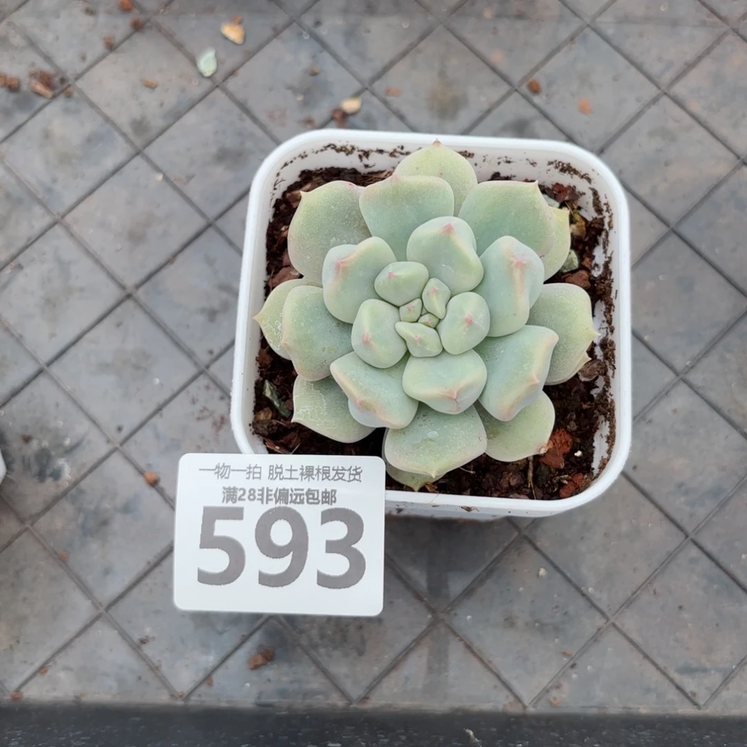 超奶单头无盆土发货