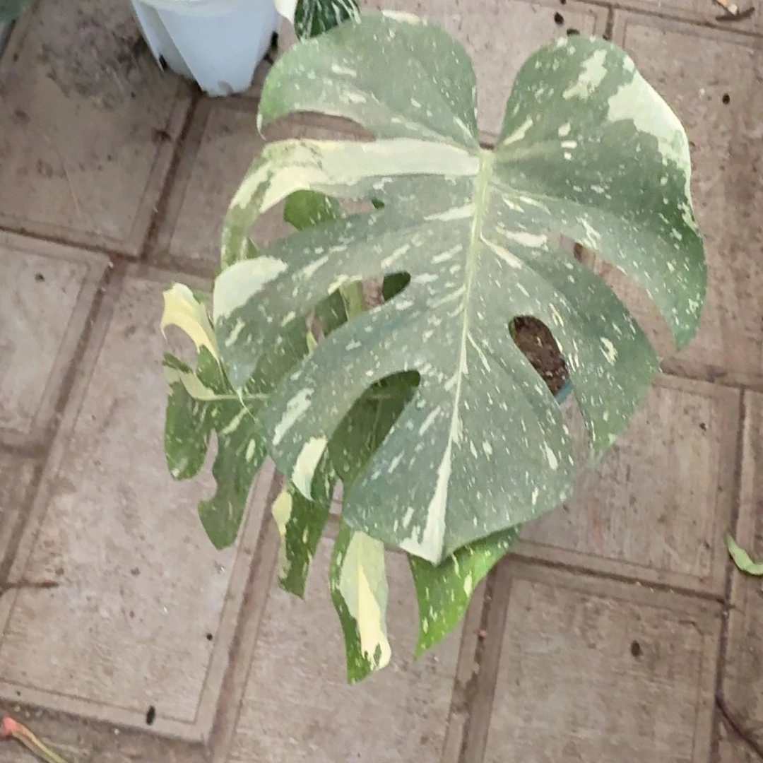 山***业完全开放洒金一棵