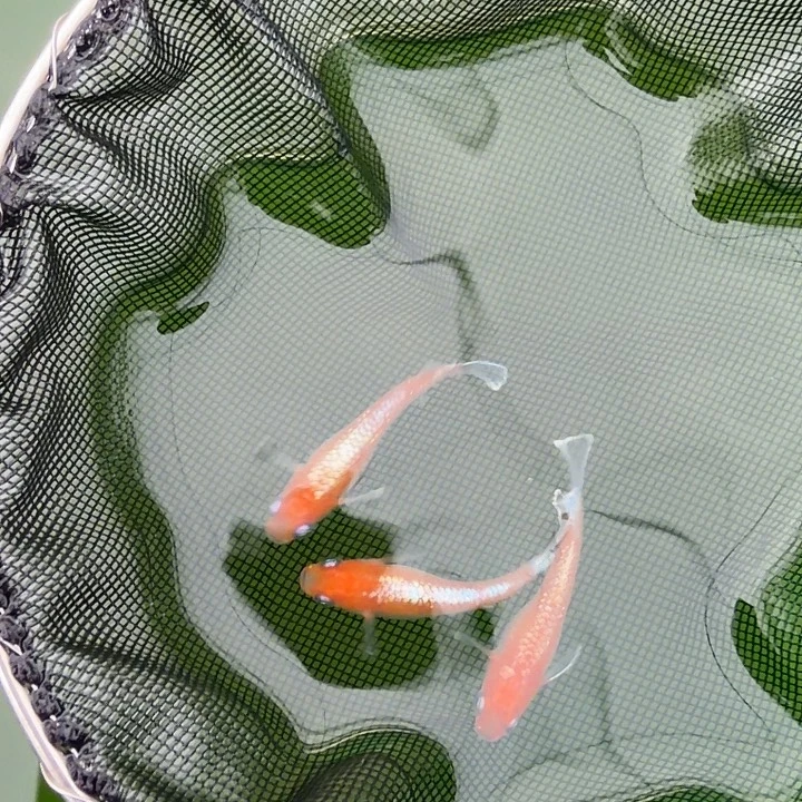 青鳉鱼编号 40 木红赤壁短鳍 3 条