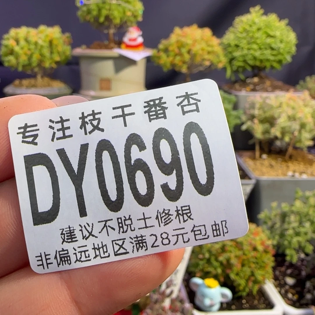 dy0690大棚全枝干番杏