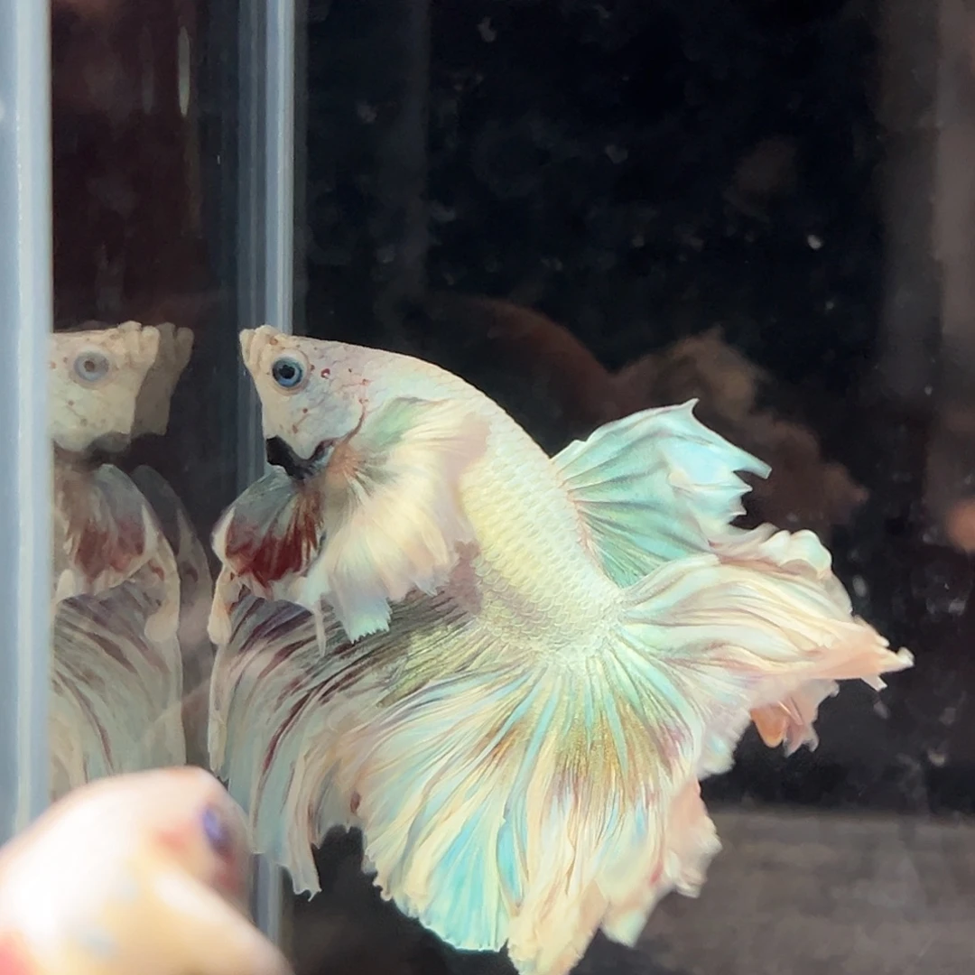 斗鱼8号特价巨耳莫奈