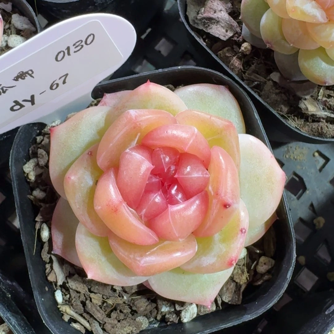 0130-067-泰勒珍妮