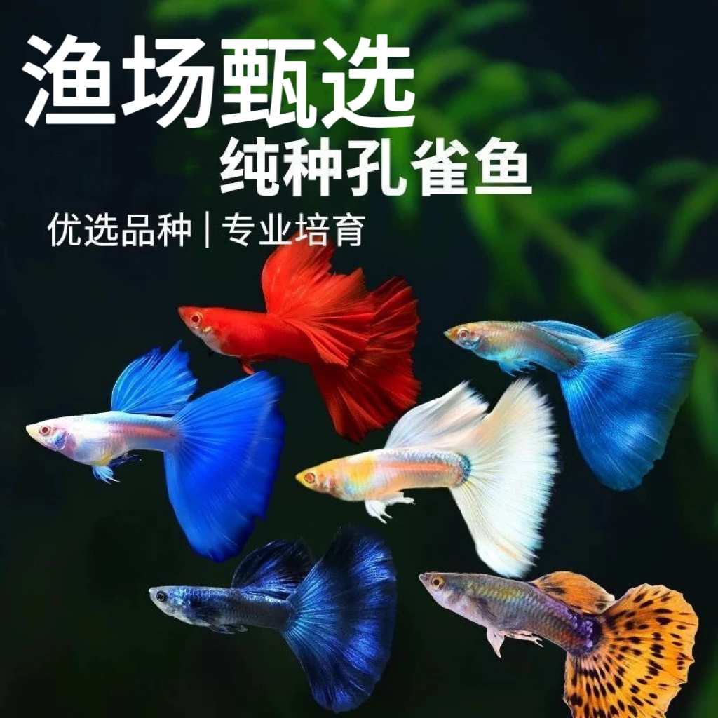 【鱼场开播福利套餐】10孔雀鱼+5黑玛丽公母搭配10条+5条备损共15条