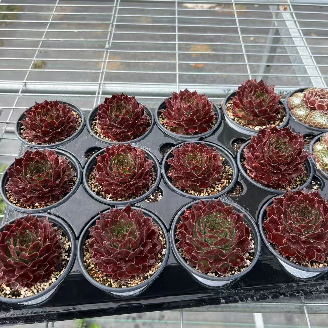 9厘米盆 大头 卡萨布兰卡 带盆栽好发货