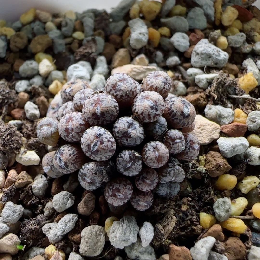 2-5-4-5全场8.8折满58包邮30头康菩提小型脱土