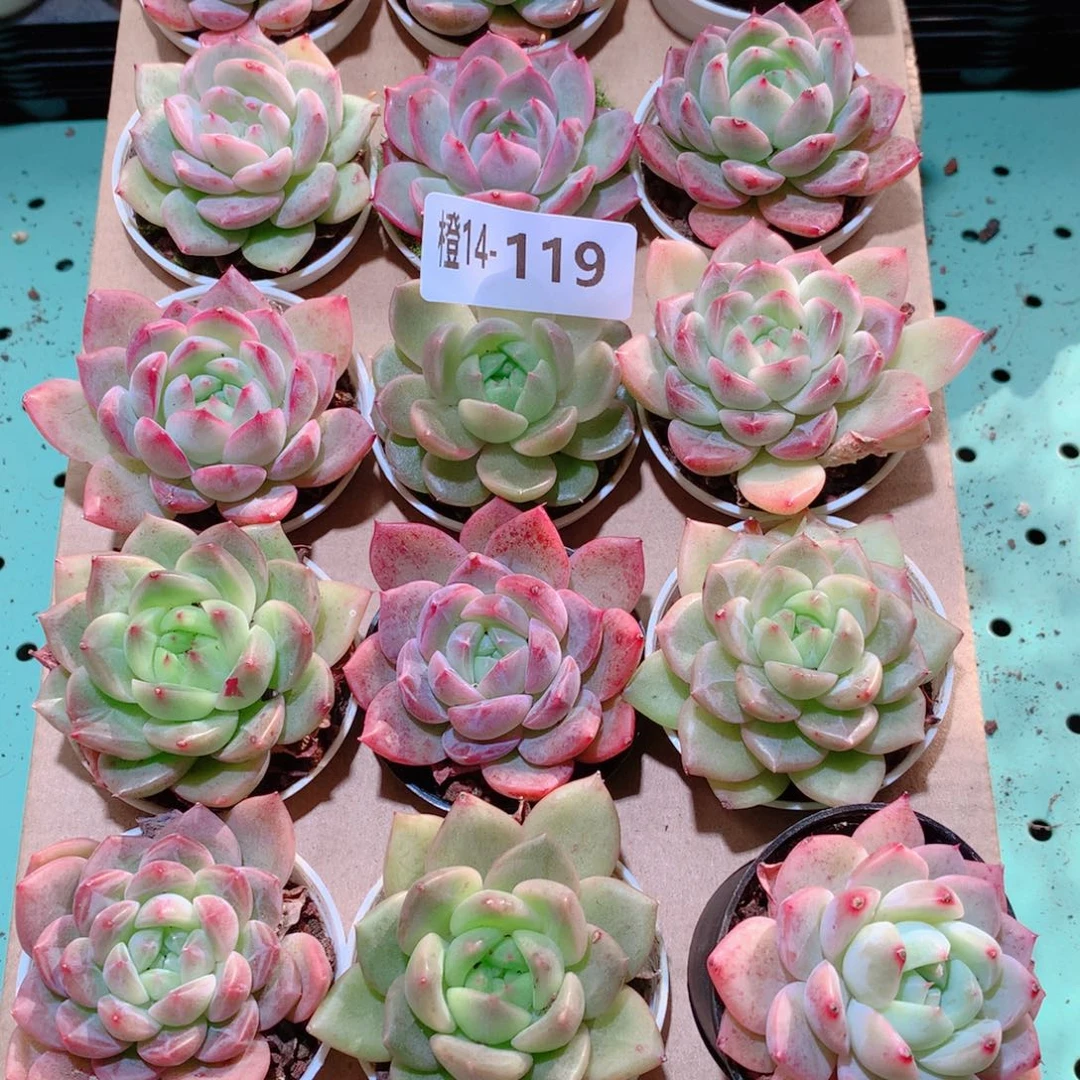 14-119一物一拍多肉带盆18颗