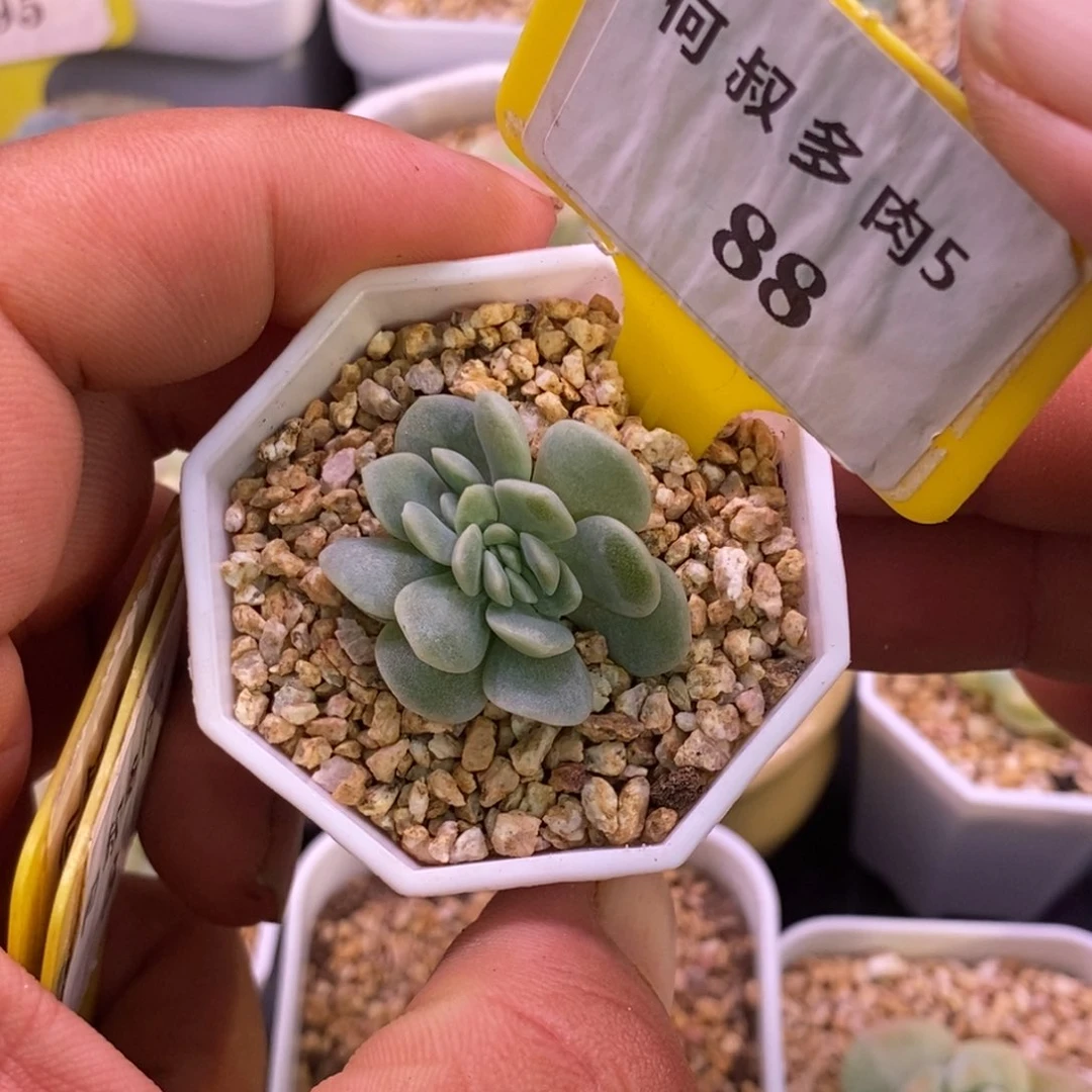 588冰玉缀化多肉植物