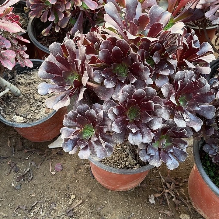 欧紫玫瑰玫瑰玫瑰