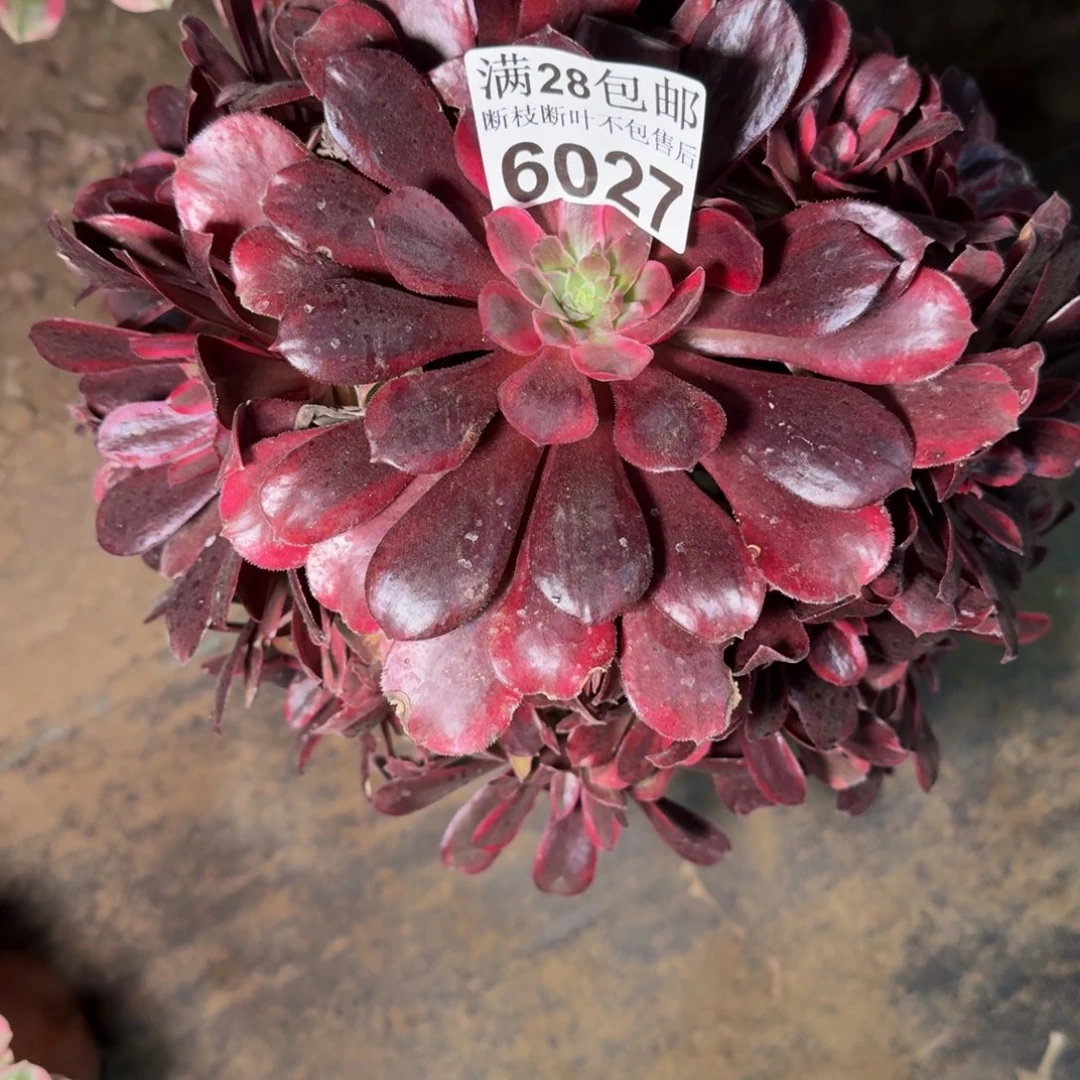 6024蒙娜丽莎多肉植物