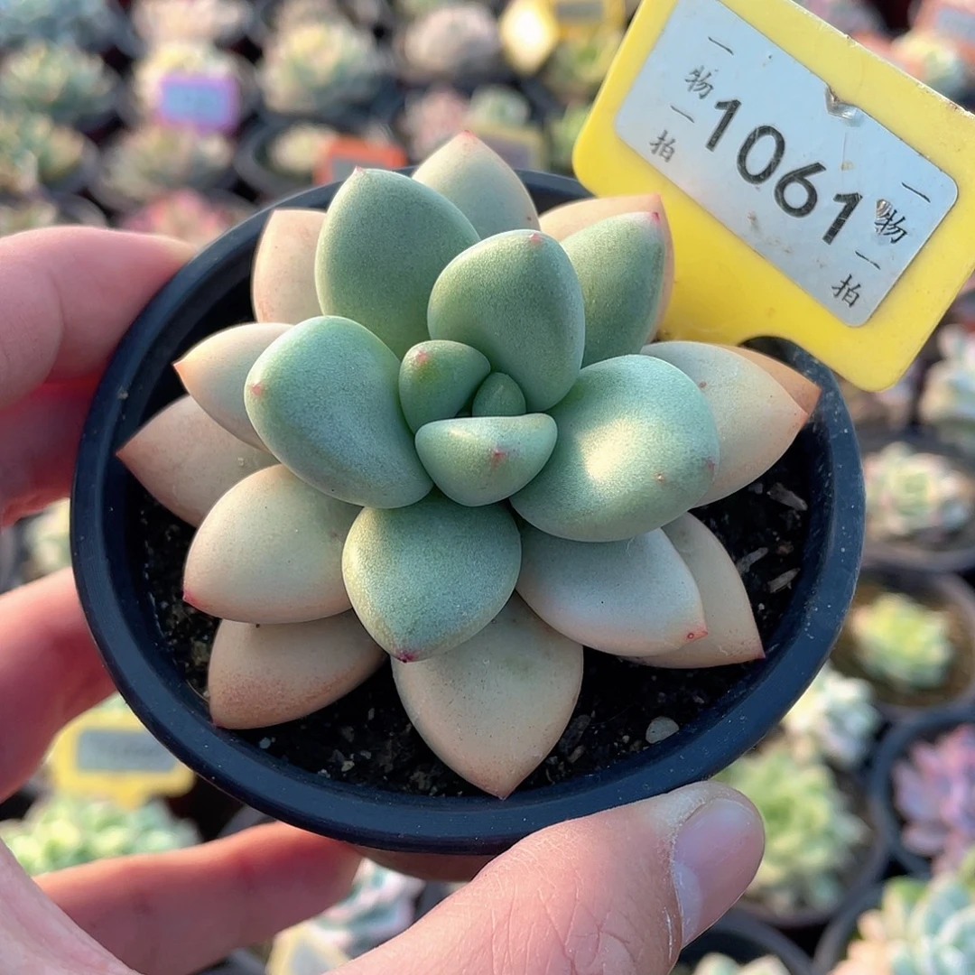 奶油宝宝1061虎斑锦