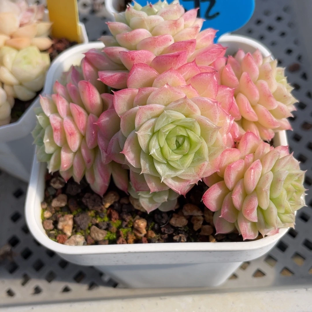 W优选62号女王多肉2982