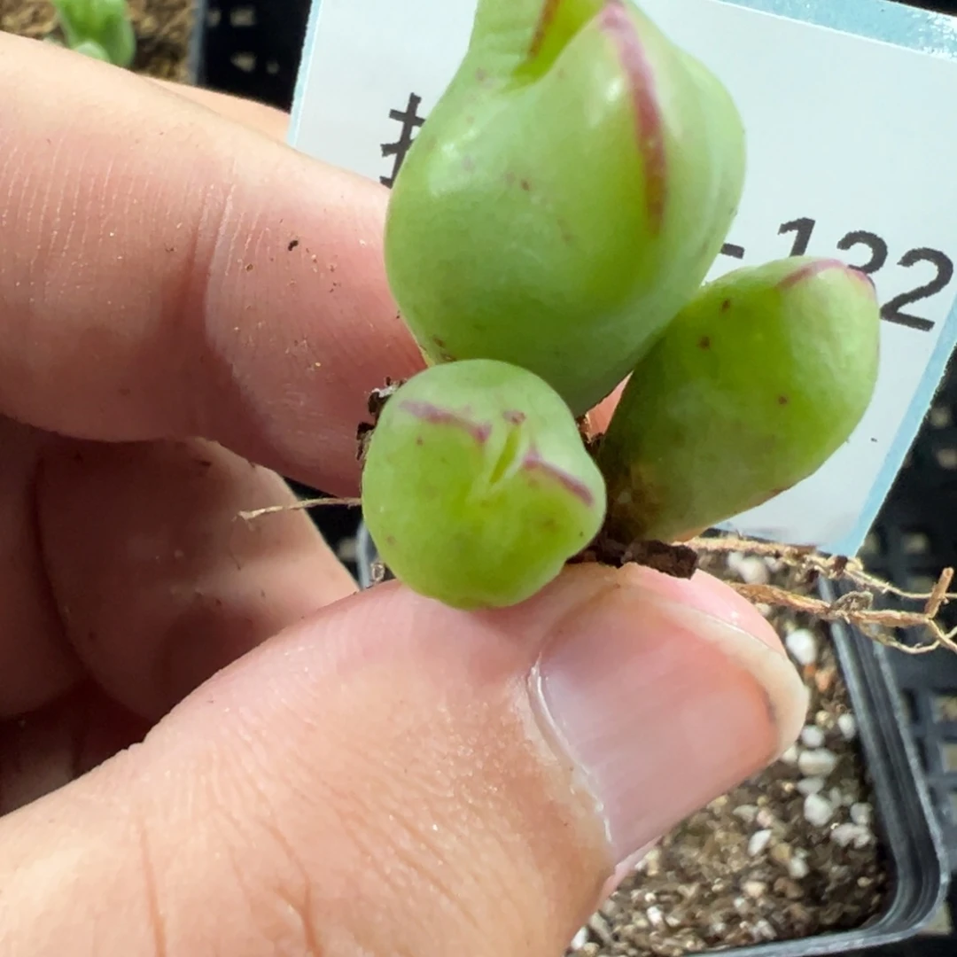 9-132少将多肉植物，