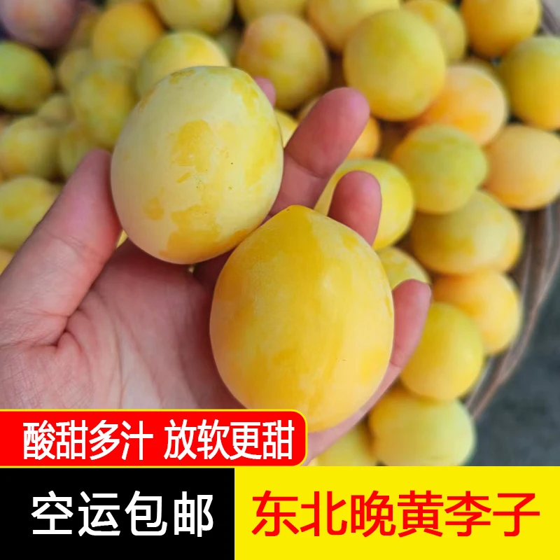 东北特产晚黄李子香蕉李子酸甜多汁果肉细腻饱满水润2/3/5斤空运