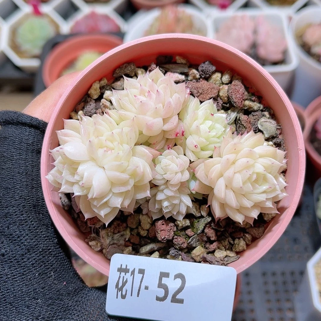 花17-52麦秆群生