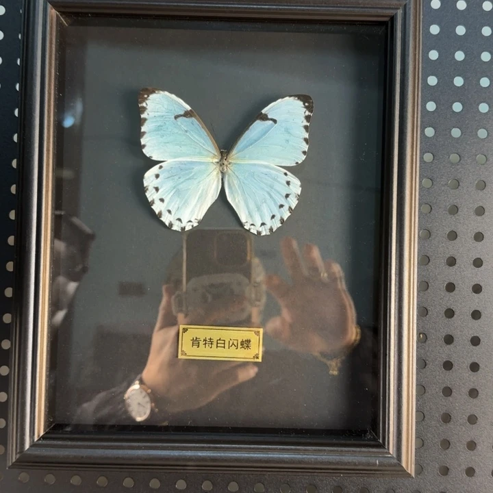 有机玻璃蝴蝶标本蝴蝶标本
