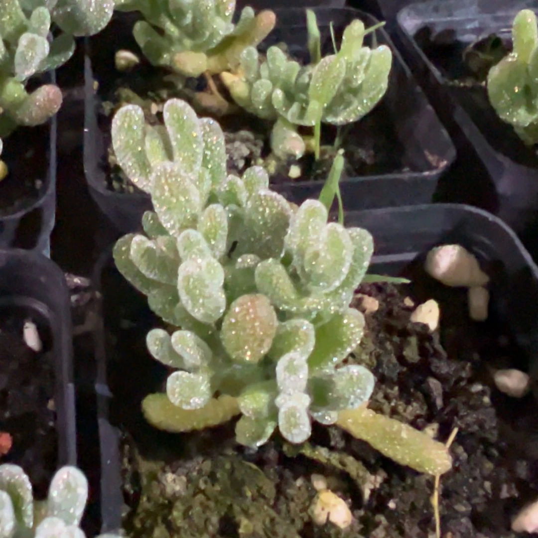 冰晶小55杯精品老桩