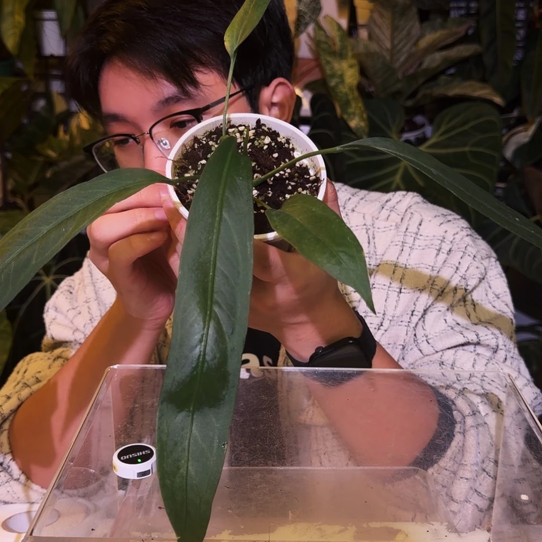 完全开放J42  V塔领带