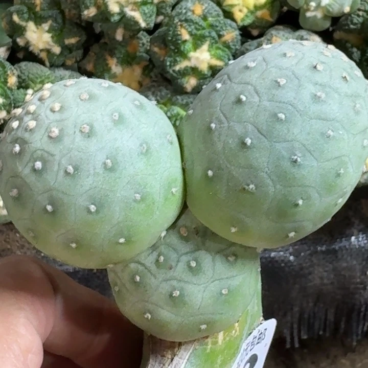 二***号无花朵福利特圆无刺392