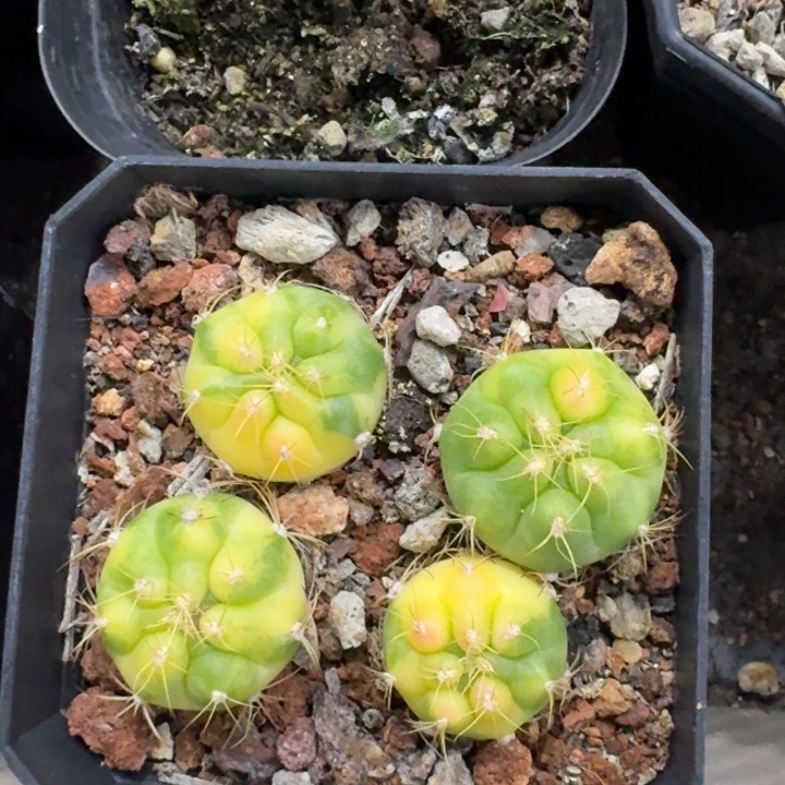 良宽锦一盆自根仙人球