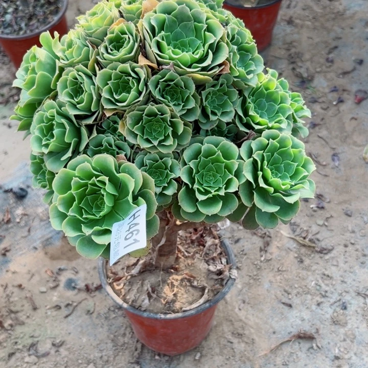 461绿羊绒多肉植物的