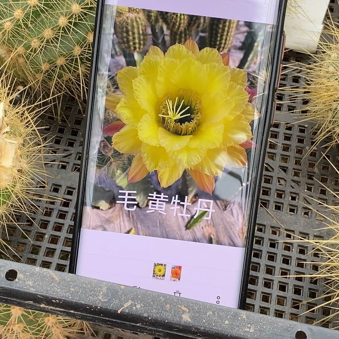 毛 黄牡丹侧芽 歪 20包邮5公分